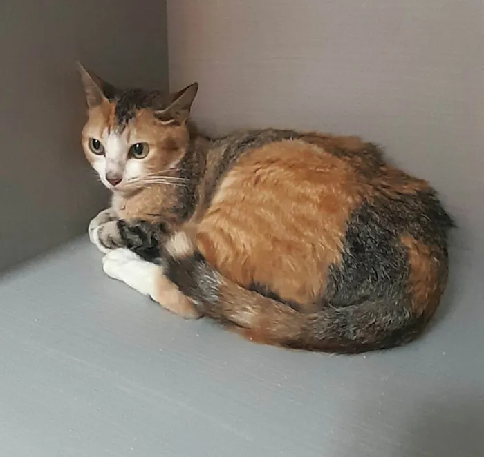 Gato ra a SRD-ViraLata idade 2 anos nome Sophia e Lukinha