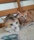 Sophia e Lukinha