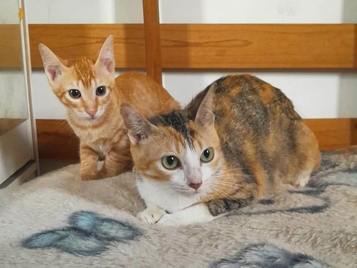 Gato ra a SRD-ViraLata idade 2 anos nome Sophia e Lukinha