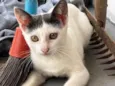 Lili