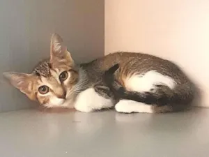 Gato raça SRD-ViraLata idade 2 a 6 meses nome Mirna