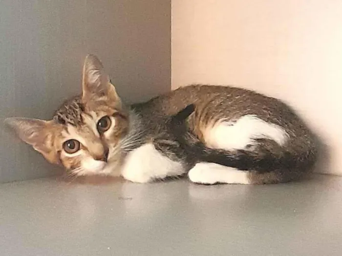 Gato ra a SRD-ViraLata idade 2 a 6 meses nome Mirna