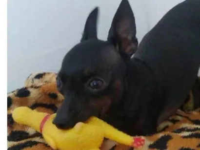 Cachorro raça Pinscher  idade 4 anos nome Jerry lee 