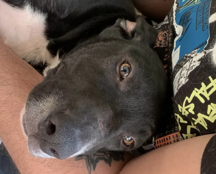 Cachorro ra a SRD-ViraLata idade 2 a 6 meses nome Peter
