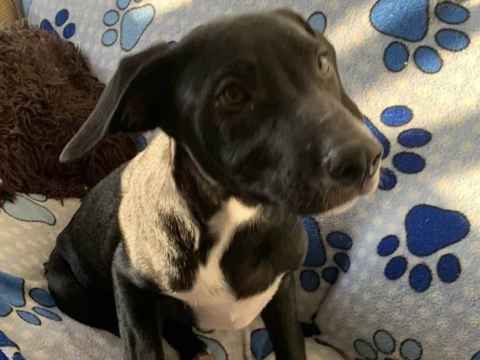 Cachorro ra a SRD-ViraLata idade 2 a 6 meses nome Peter
