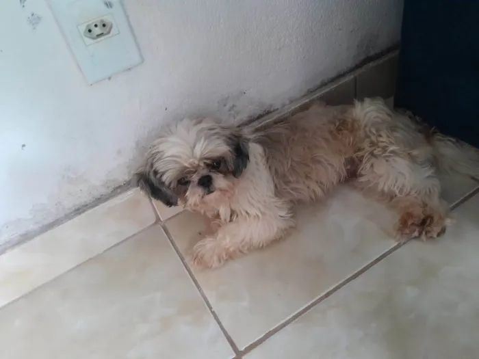 Cachorro ra a Shitzu idade 2 a 6 meses nome Pandora