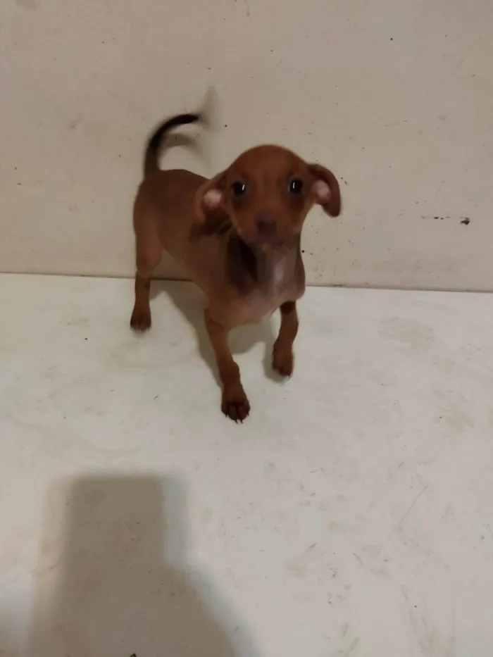Cachorro ra a SRD com Yorkshire  idade Abaixo de 2 meses nome Sem nome 