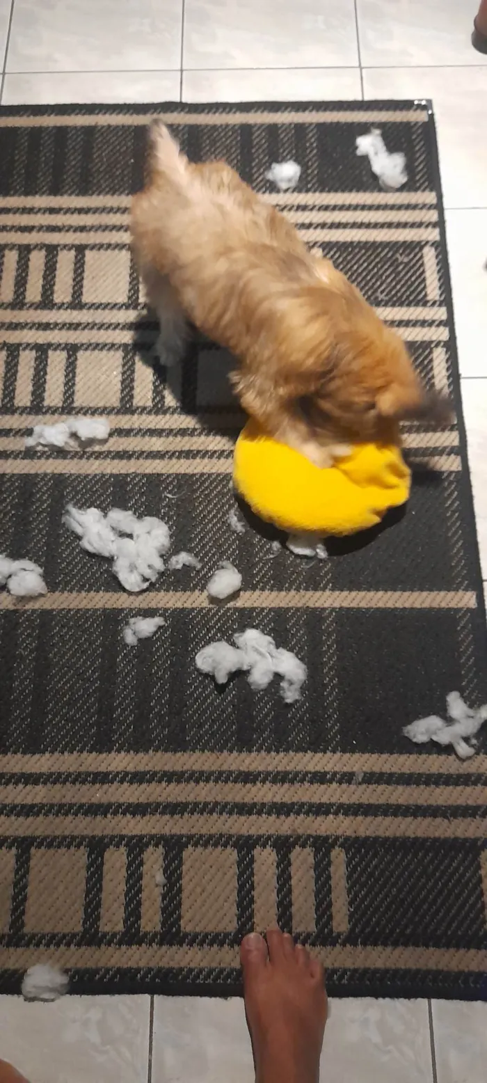Cachorro ra a Labrador  idade 2 a 6 meses nome Shelby