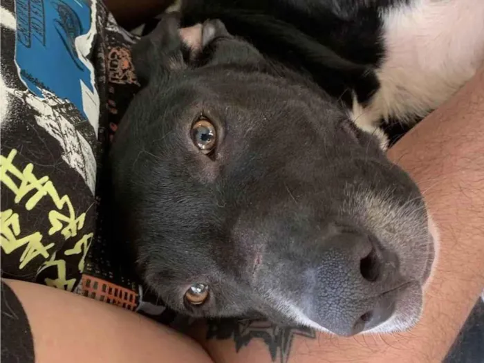 Cachorro ra a SRD-ViraLata idade 2 a 6 meses nome Peter
