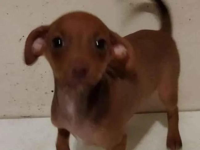Cachorro ra a SRD com Yorkshire  idade Abaixo de 2 meses nome Sem nome 