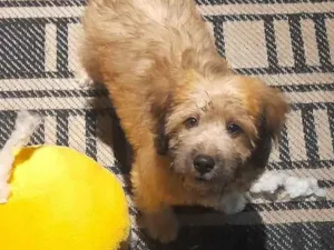 Cachorro raça Labrador  idade 2 a 6 meses nome Shelby