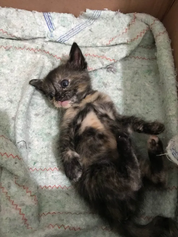 Gato ra a SRD-ViraLata idade Abaixo de 2 meses nome Amora 