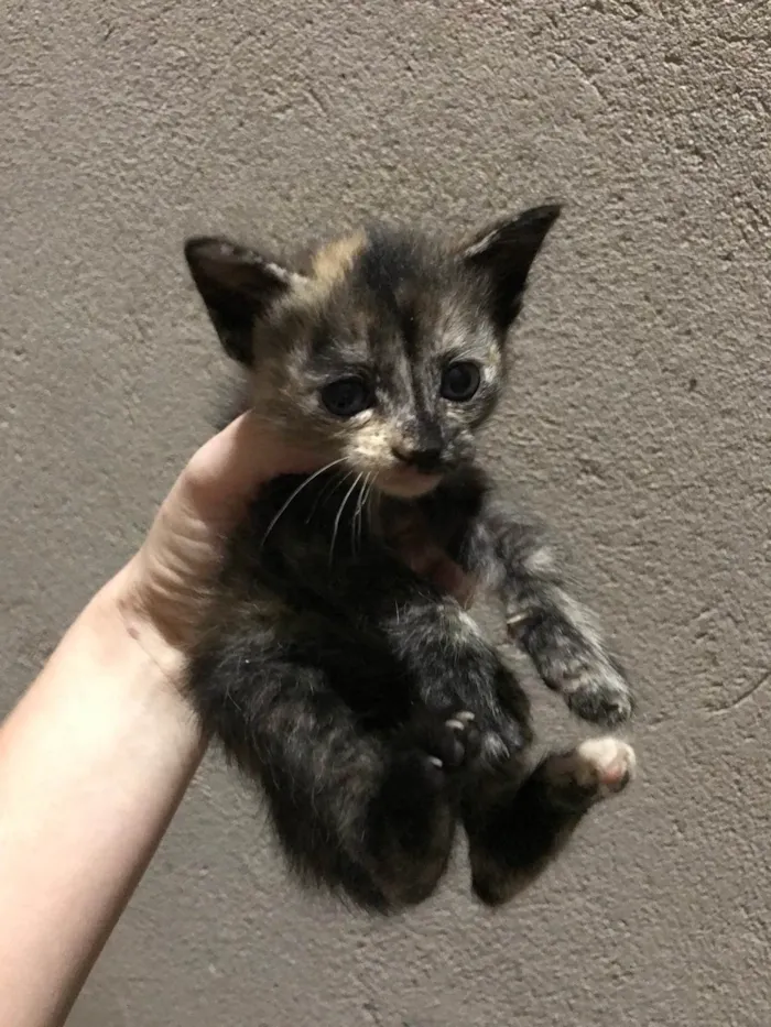 Gato ra a SRD-ViraLata idade Abaixo de 2 meses nome Amora 
