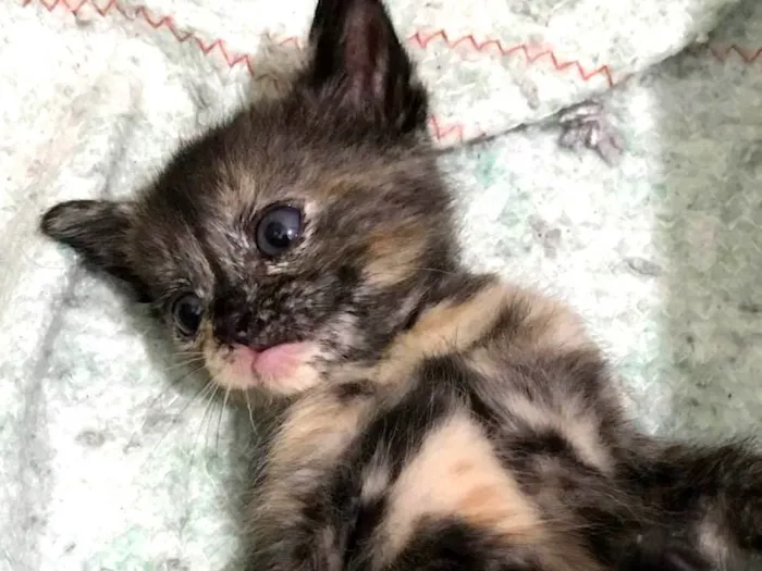 Gato ra a SRD-ViraLata idade Abaixo de 2 meses nome Amora 