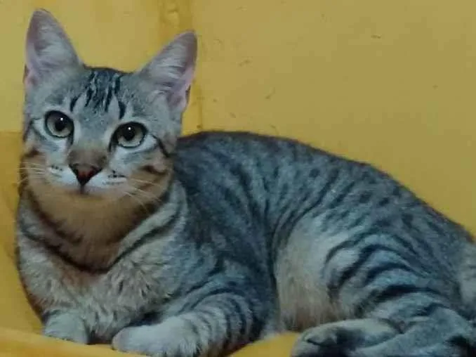 Gato ra a S/R/D idade 7 a 11 meses nome Suzy