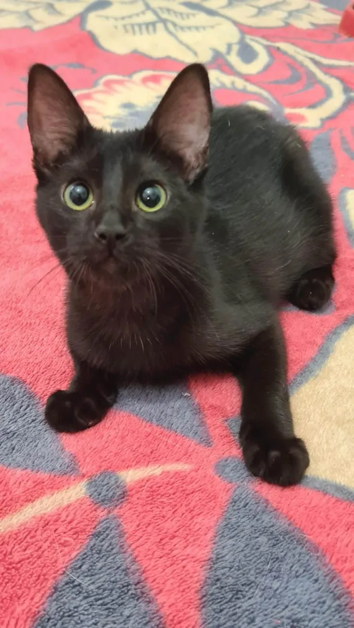 Gato ra a Srd idade 2 a 6 meses nome Black