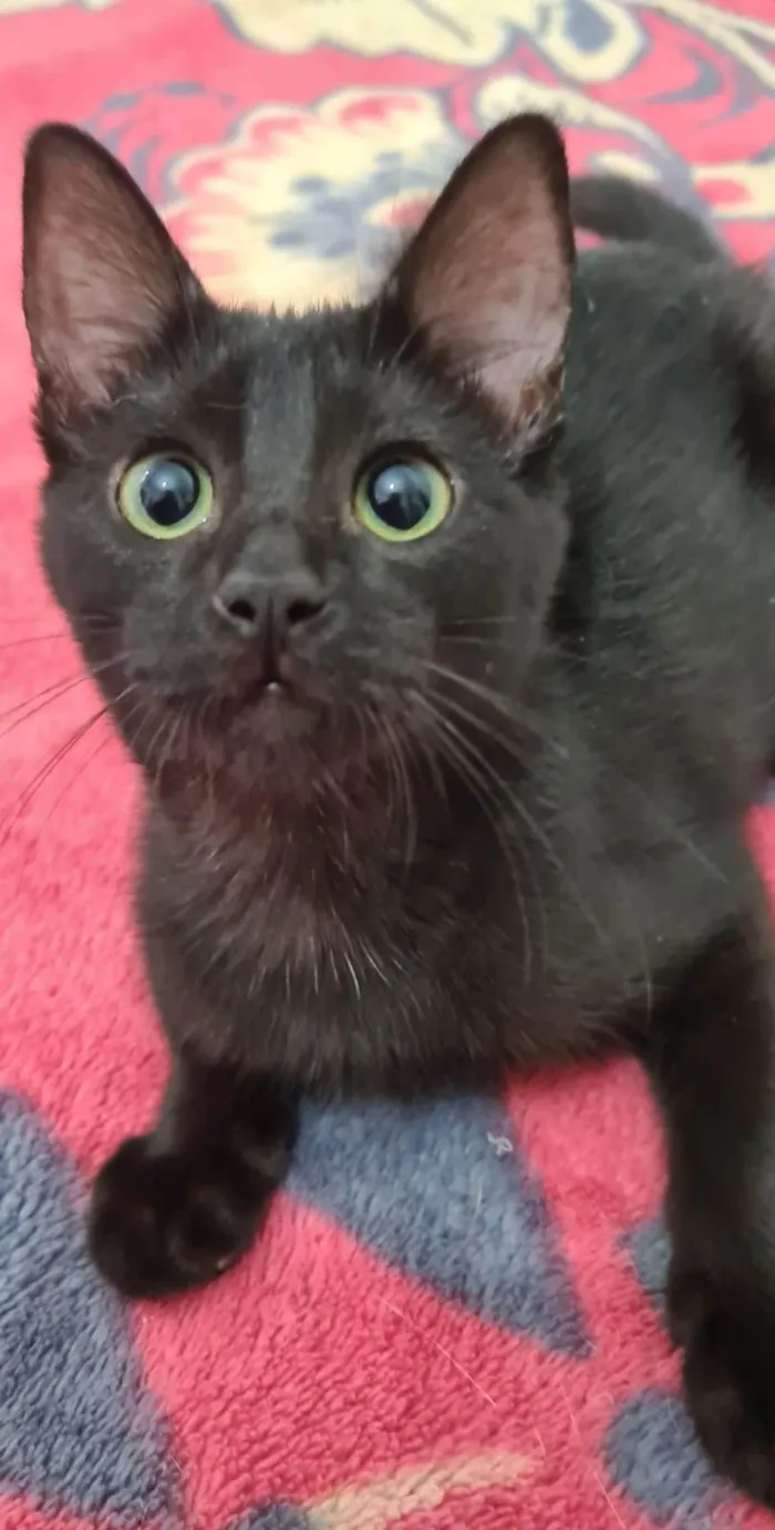 Gato ra a Srd idade 2 a 6 meses nome Black