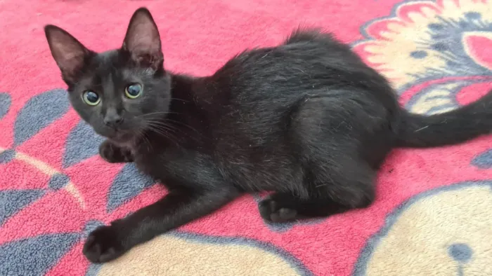 Gato ra a Srd idade 2 a 6 meses nome Black