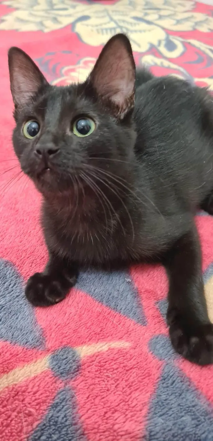 Gato ra a Srd idade 2 a 6 meses nome Black