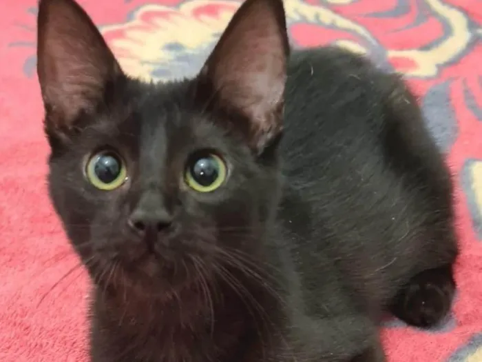 Gato ra a Srd idade 2 a 6 meses nome Black