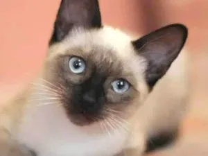 Gato raça SRD-ViraLata idade Abaixo de 2 meses nome Katia