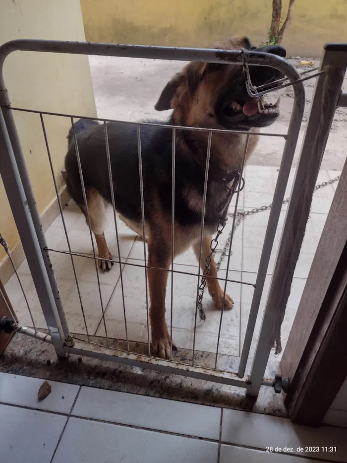 Cachorro ra a Pastor Alemão idade 1 ano nome Drink