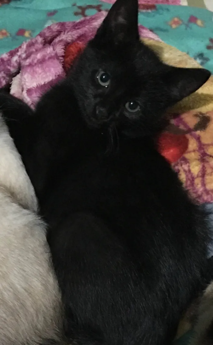 Gato ra a indeterminada idade 1 ano nome T´Challa