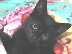 Gato raça indeterminada idade 1 ano nome T´Challa