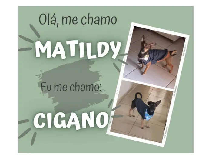 Cachorro ra a SRD-ViraLata idade 7 a 11 meses nome Cigano e Matildy