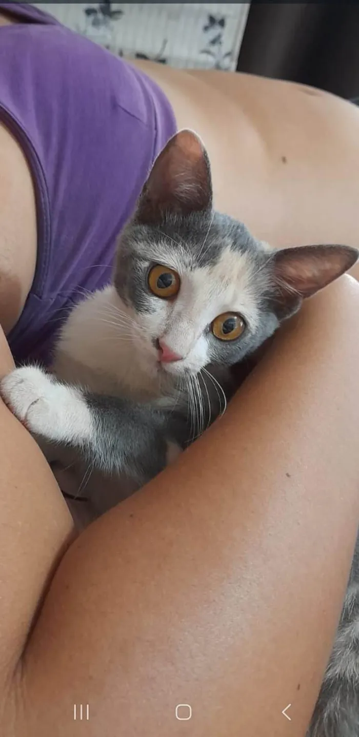 Gato ra a  idade 2 a 6 meses nome Fryda