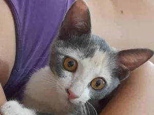 Gato raça  idade 2 a 6 meses nome Fryda