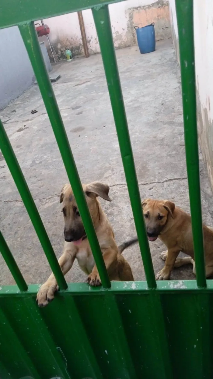 Cachorro ra a Fila idade 2 a 6 meses nome Sem nome 
