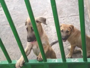 Cachorro raça Fila idade 2 a 6 meses nome Sem nome 