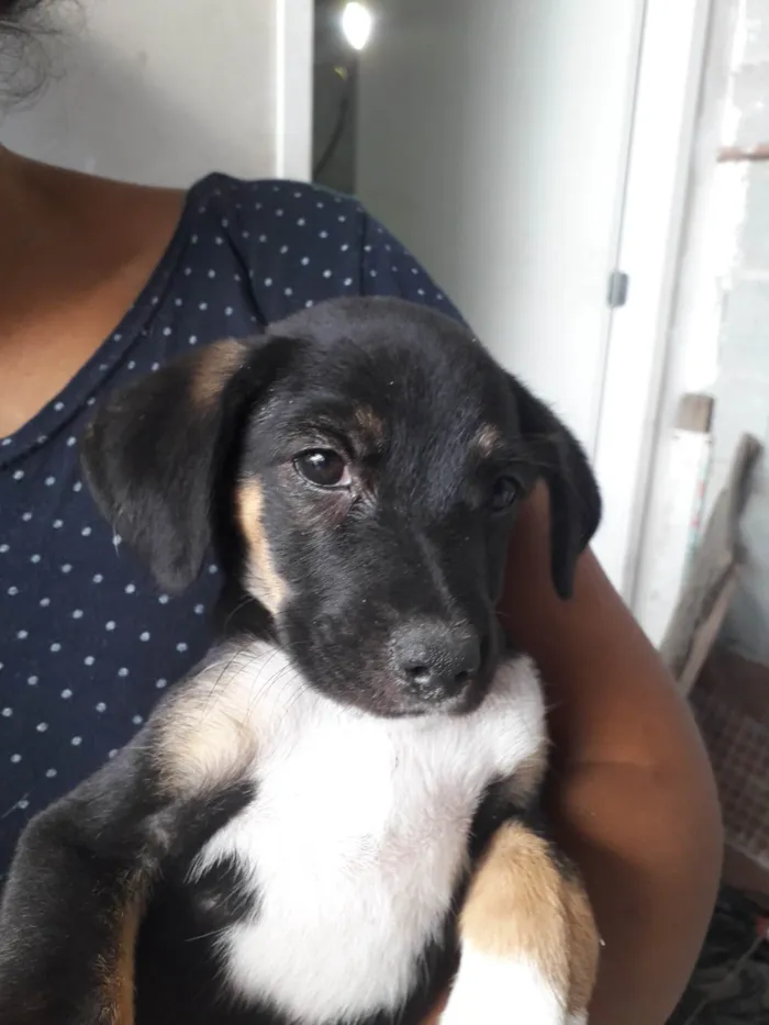 Cachorro ra a SRD-ViraLata idade Abaixo de 2 meses nome Igor, Nina e Caio