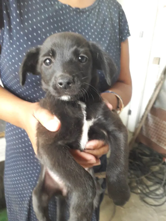Cachorro ra a SRD-ViraLata idade Abaixo de 2 meses nome Igor, Nina e Caio