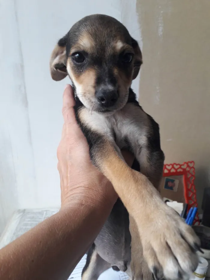 Cachorro ra a SRD-ViraLata idade Abaixo de 2 meses nome Igor, Nina e Caio