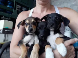 Cachorro raça SRD-ViraLata idade Abaixo de 2 meses nome Igor, Nina e Caio