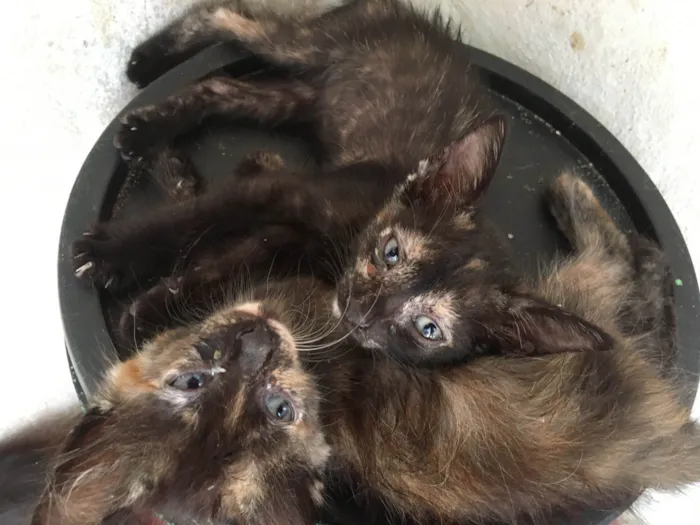 Gato ra a Siamês idade 1 ano nome Vários 