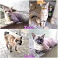 Zara e Zelda