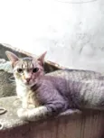 Zara e Zelda