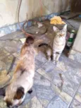 Zara e Zelda