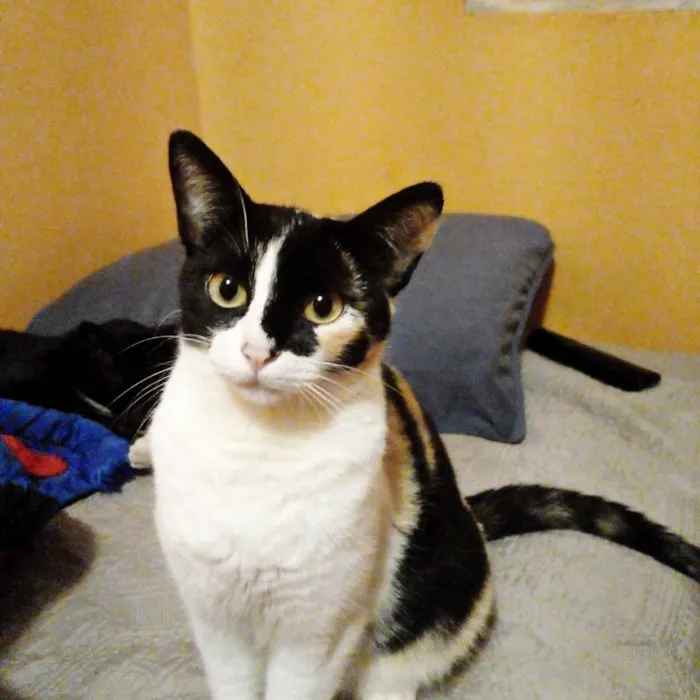 Gato ra a SRD-ViraLata idade 1 ano nome Fêmea Castrada