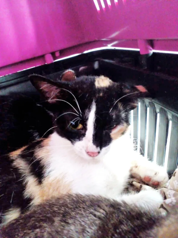 Gato ra a SRD-ViraLata idade 1 ano nome Fêmea Castrada