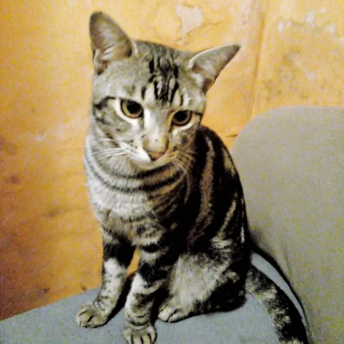 Gato ra a SRD-ViraLata idade 1 ano nome Macho Castrado