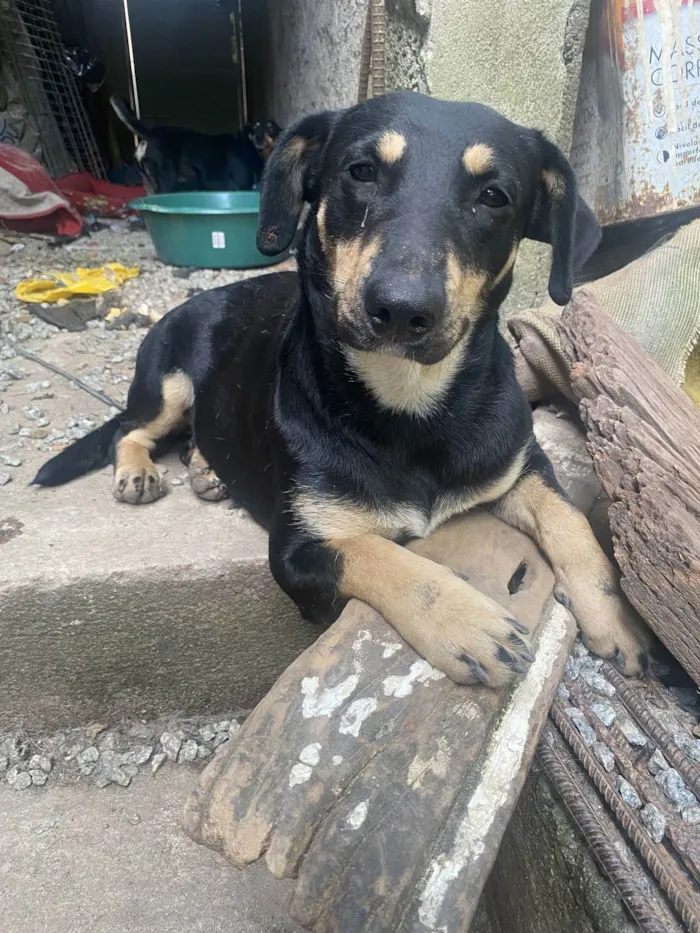 Cachorro ra a SRD-ViraLata idade 2 anos nome Nina