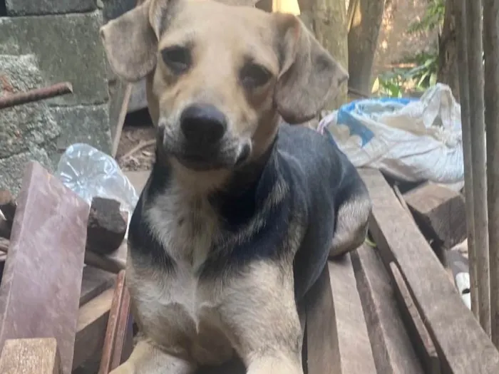 Cachorro ra a SRD-ViraLata idade 2 anos nome Bela