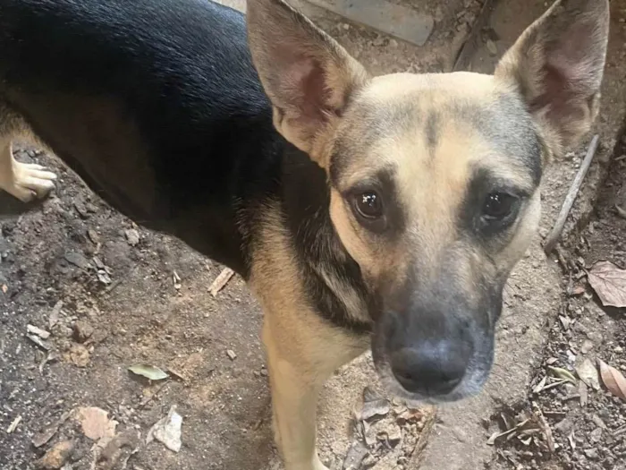 Cachorro ra a SRD-ViraLata idade 2 anos nome Zoe