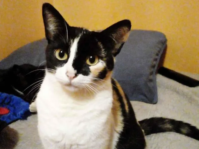 Gato ra a SRD-ViraLata idade 1 ano nome Fêmea Castrada