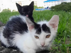 Gato raça Castrado idade 2 a 6 meses nome Nino