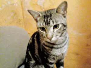 Gato raça SRD-ViraLata idade 1 ano nome Macho Castrado